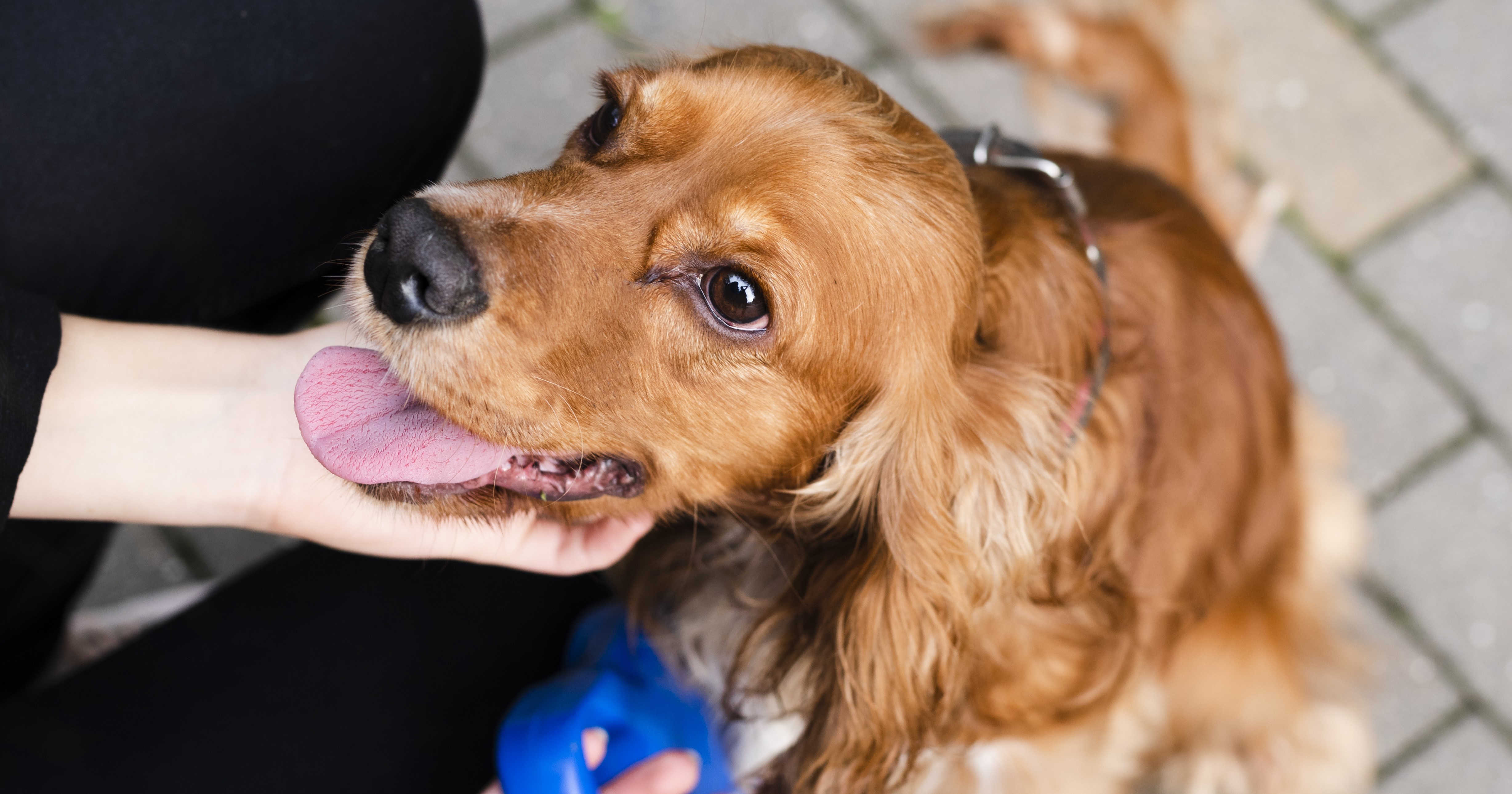 QR Code Pet Tags: The Latest Digital Dog Tags