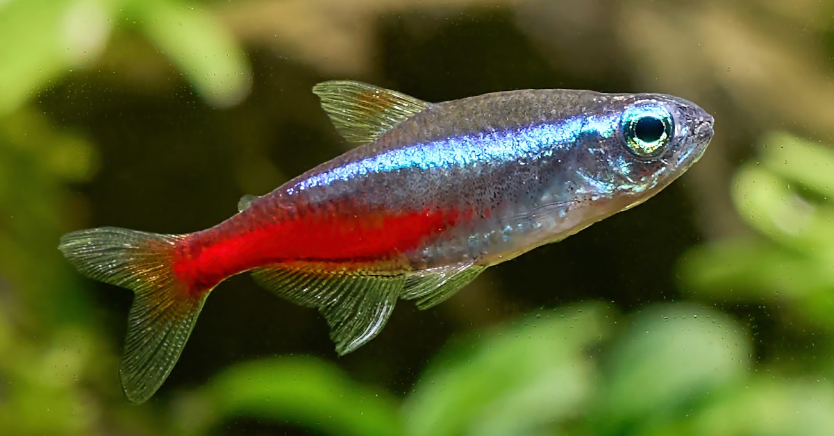Neon Tetra: Color-Changing Magic