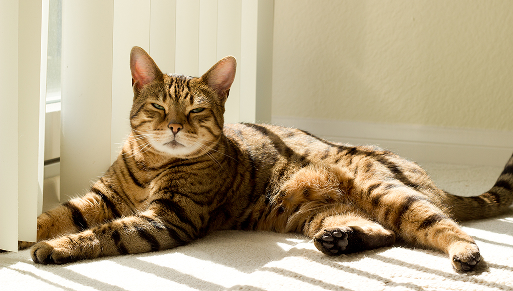 Glaucoma in Cats: Signs and Treatment