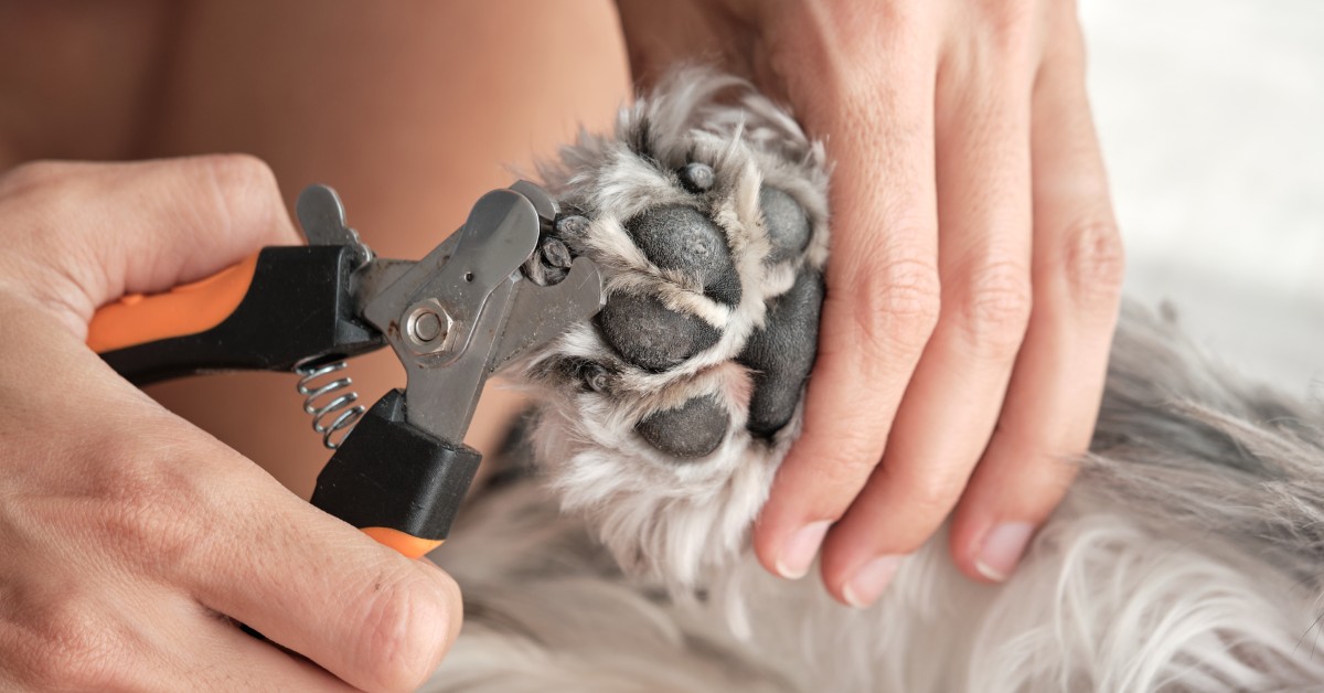 How Do You Groom a Dog at Home: Easy Steps for Perfect Results